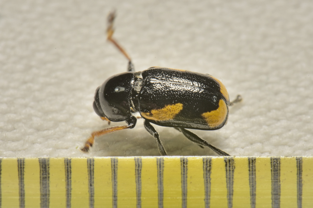 Chrysomelidae: Cryptocephalus stragula? S, maschio.